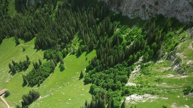 Aerial view of lush green forest and meadows
