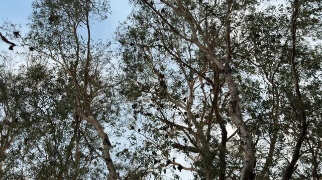 Slow-motion view from below as flying fox bats drift beneath eucalyptus trees, their wide wings passing through silhouetted branches in the fading light of dusk.