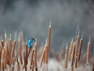 Kingfisher Perched on a Reed