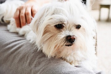 Owner Stroking White Long-Haired Dog While Relaxing Together on Couch Indoors