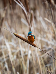 Kingfisher Perched on a Reed