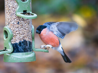Bullfinch landing on a Bird Feeder
