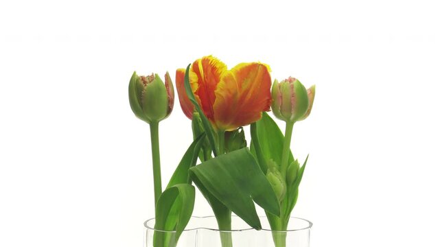 Time lapse of opening colorful Parrot tulip in a vase on white background
