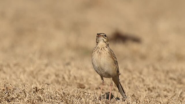 Long billed pipit standing calmly reflects adaptation to harsh conditions