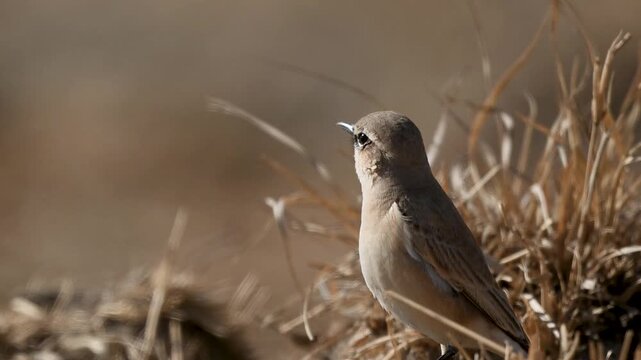 Isabelline wheatear on ground reveals balance endurance and awareness