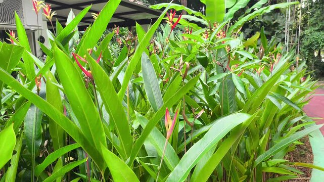 Vibrant heliconia flowers bloom on a cultivated plant. This tropical species features unique, waxy bracts. It thrives beautifully in a lush, green garden environment.