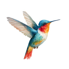 Fototapeta premium Hummingbird watercolor drawing vector, premium quality illustration on a clean white background.