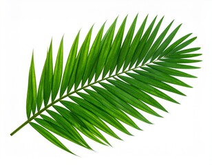 Green Palm Leaf on White Background Representing Tropical Nature Symmetry and Botanical Detail