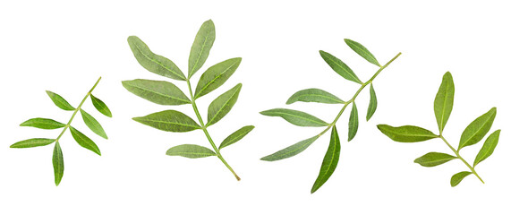 Naklejka premium four green pistachio branches on a white isolated background