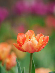 花壇のオレンジのチューリップ