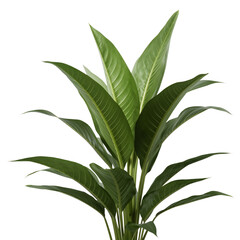 Fototapeta premium Green Leaf Branch With Long Pointed Leaves on a White Background in Natural Light