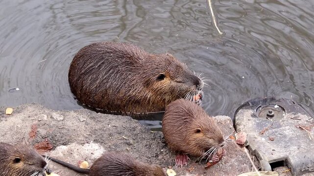 Mother nutria with cubs on the river bank.