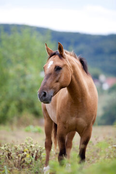 Pferde Rasse Criollo Portrait. 