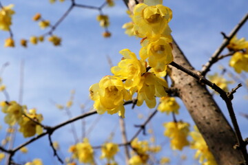 日本・埼玉の梅