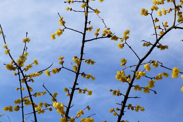 日本・埼玉の梅