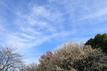 日本・埼玉の梅
