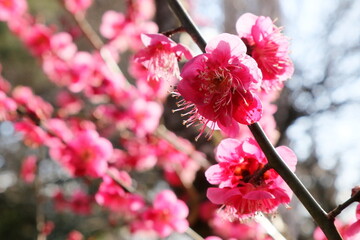 日本・埼玉の梅