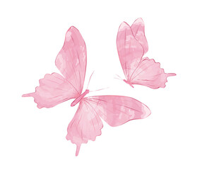 pink hibiscus flower isolated butterfly 