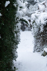 雪が積もって真っ白になった小道