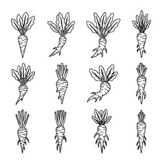 Fototapeta premium Doodle Root Vegetables with Leaves Collection, Hand Drawn Vector Illustration