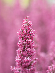 愛らしい桃色のエリカが花壇に咲く