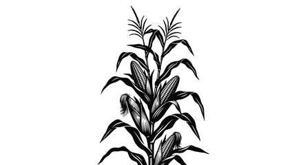 Vintage illustration of a corn stalk with leaves and developing ears © Bristy
