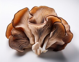 wood ear mushroom shows intricate texture and organic shape on white surface ideal for cuisine concepts