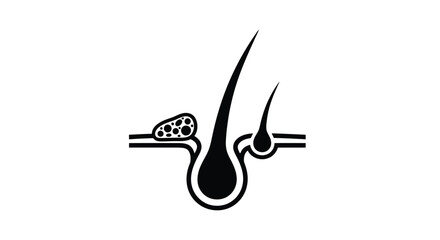 Illustration of a human hair follicle and root structure in black