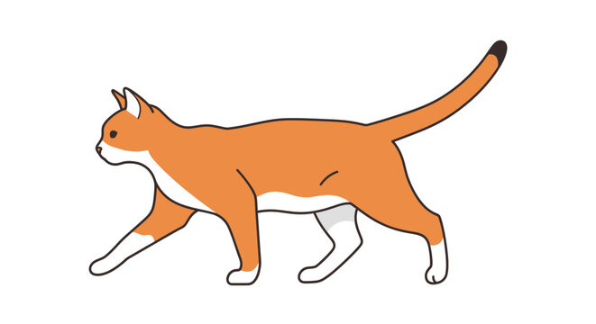 Orange and white cat walking sideways isolated on white background