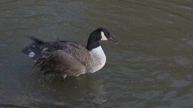 Canada Goose (Branta canadensis) preening its feathers on a lake. January, Kent, UK [Slow motion x4]