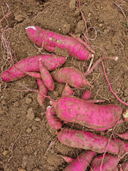 Korean sweet potato harvest with native soil background.