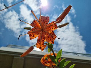 Closeup of Orange Tiger Lily (Lilium Lancifolium) Flower in Full Bloom