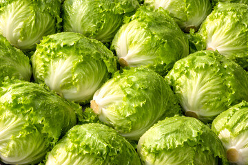 Fototapeta premium Crisp Green Iceberg Lettuce Heads Full Frame Background