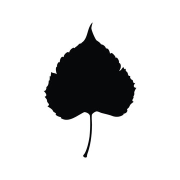 aspen leaf silhouette vector illustration, Silhouette of a birch leaf with detailed veins and edges, perfect for nature-themed vector illustration