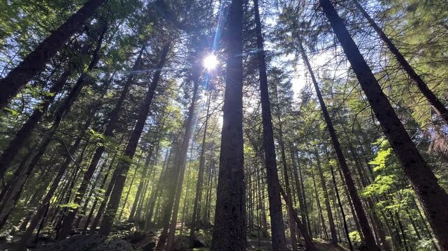 View from the ground of a ray of light passing through a forest of very tall pine trees.