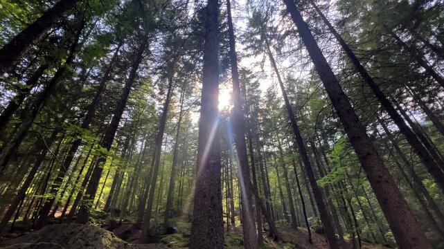View from the ground of a ray of light passing through a forest of very tall pine trees.