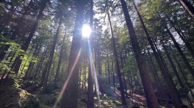 View from the ground of a ray of light passing through a forest of very tall pine trees.