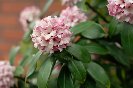 Close-up of blooming daphne flowers with pink edges, fragrant spring blossoms in full bloom