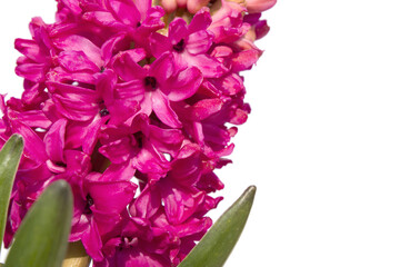 pink hyacinth flower isolated white background. 