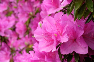 purple Azalea in full blooming