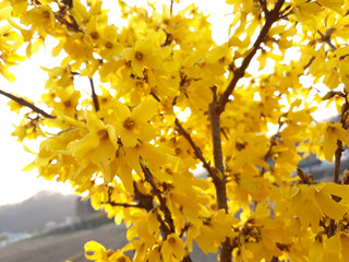 Forsythia(Golden bell flowers) in spring .