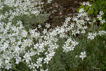Plant background of blooming Cerastium tomentosum on a rocky slope