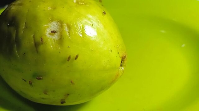guava and vinegar fly