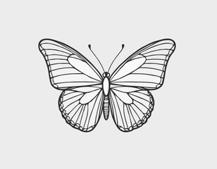Obraz premium Detailed Butterfly Line Art