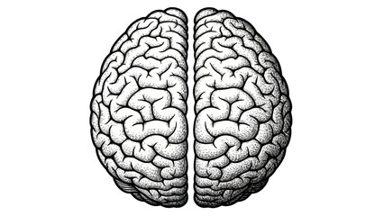 Detailed illustration of the human brains cerebral hemispheres. © dada