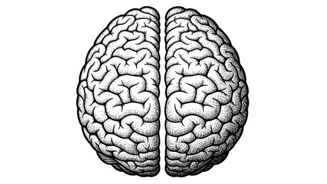 Detailed illustration of the human brains cerebral hemispheres.