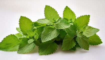 fresh lemon balm bunch used as a herbal remedy suitable for natural wellness practices