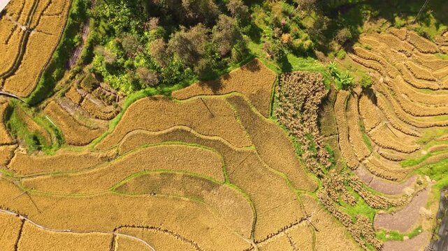 Aerial Agricultural Fields with Winding Paths and Forest Patches
