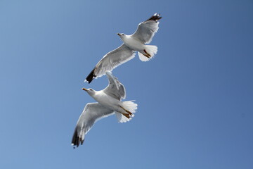 Obraz premium seagull in the sky