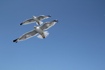 Fototapeta premium seagull in flight